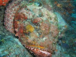 Scorpionfish. West Palm Beach, Florida by Mark Hoevenaars 